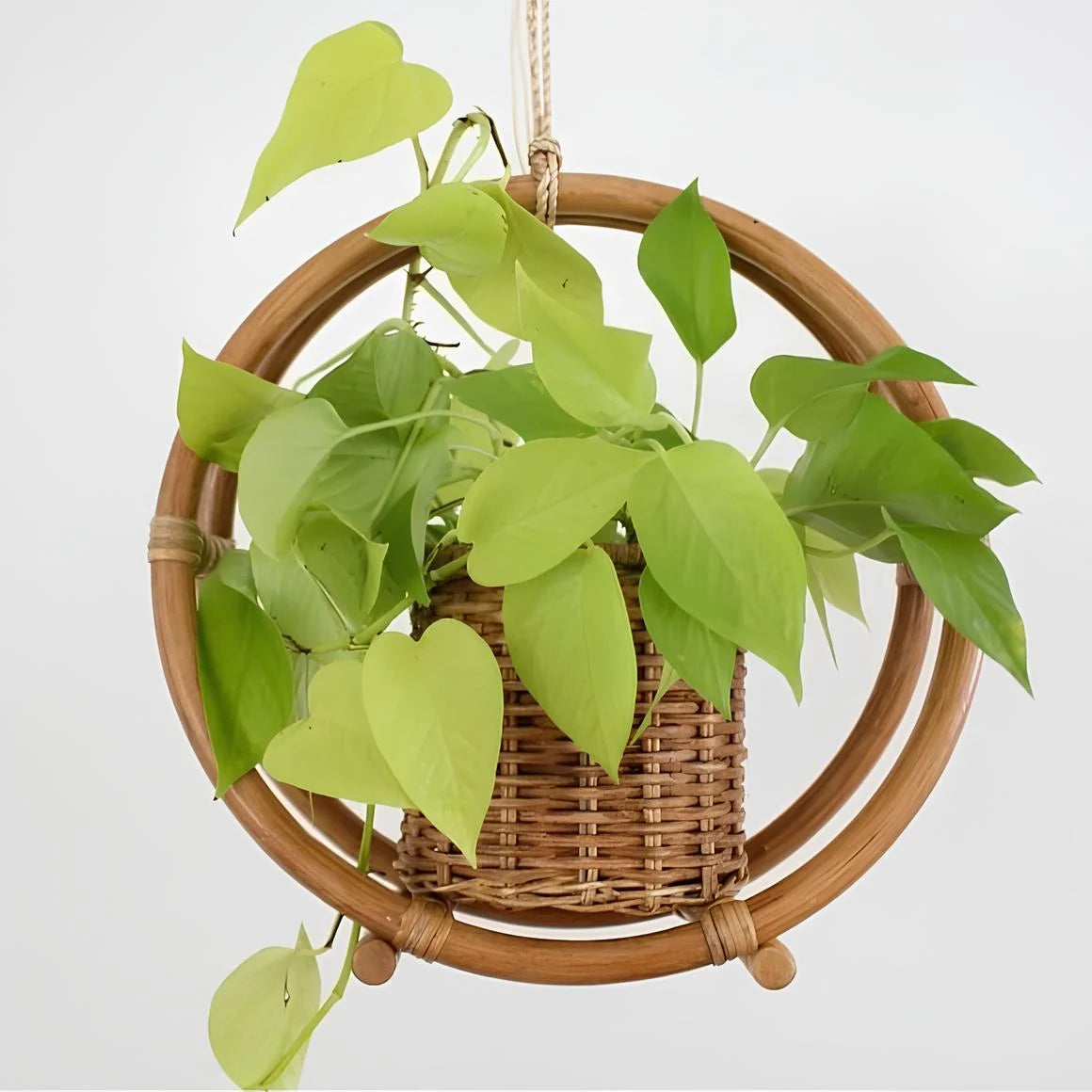 Rattan Hanging Plant Pots | Cane Hanging Flower Pot — Canewoven