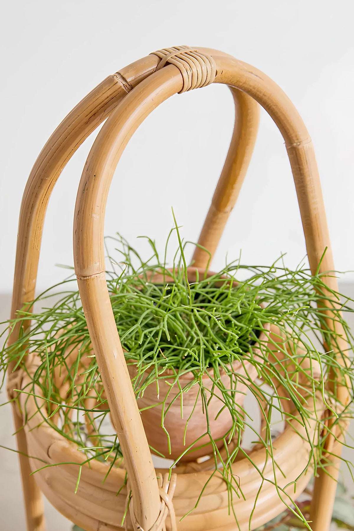 Rattan Plant Pots | Cane Flower Pots | Bamboo Planter - Standing — Canewoven